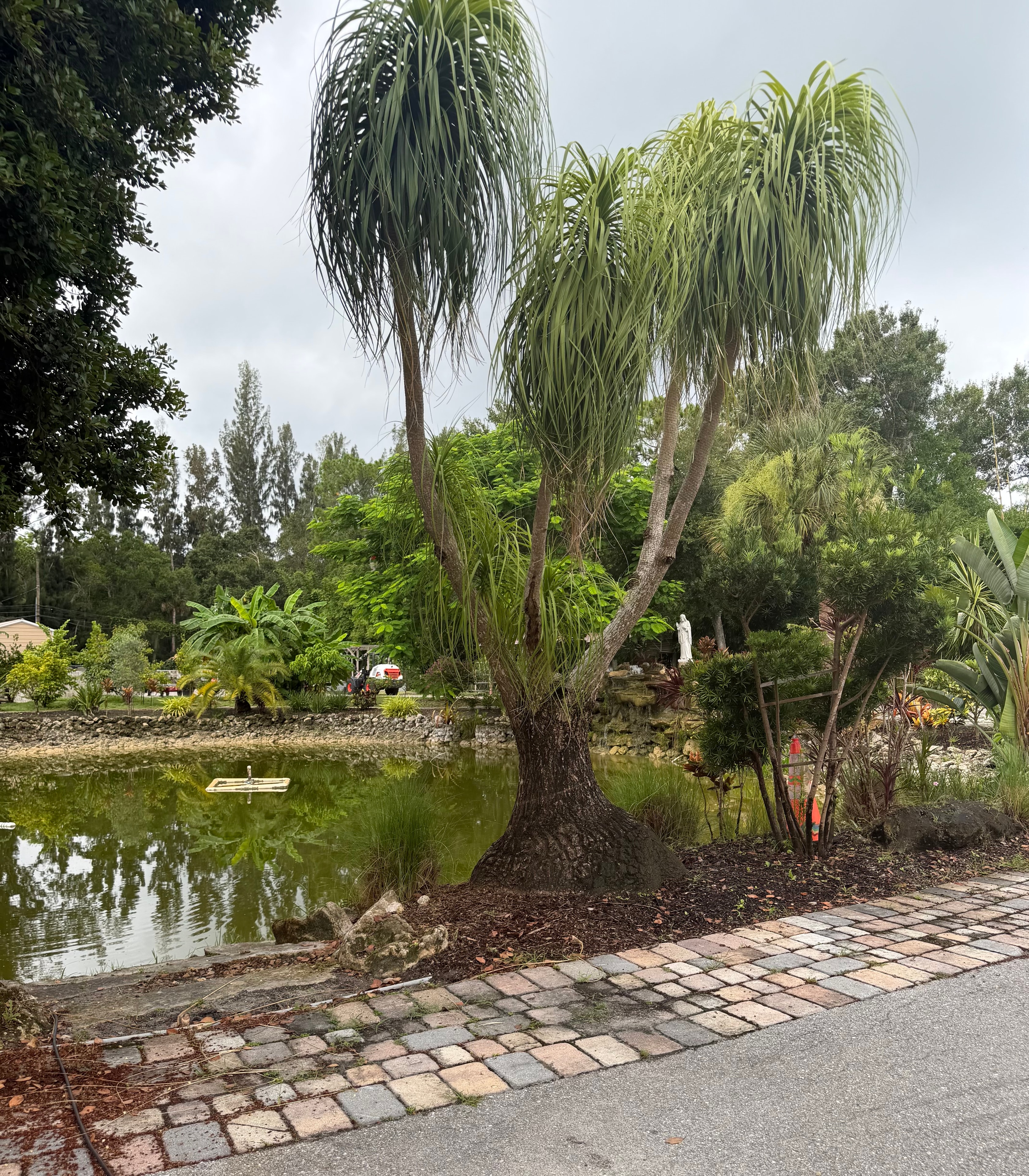 The fish pond at Jupiter Oasis Gardens