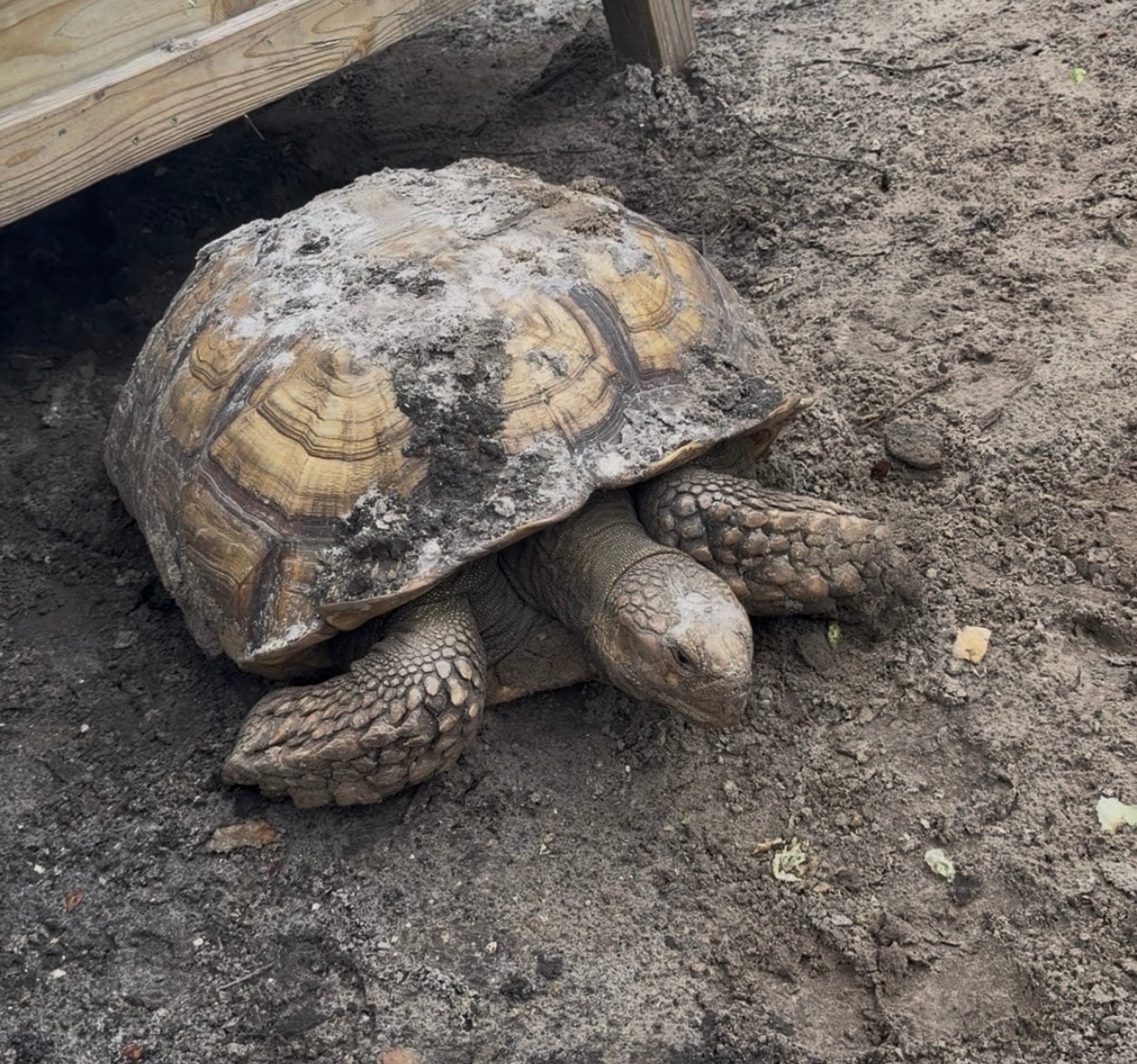 One of the four resident 50-year-old tortoises at Jupiter Oasis Gardens & Nursery