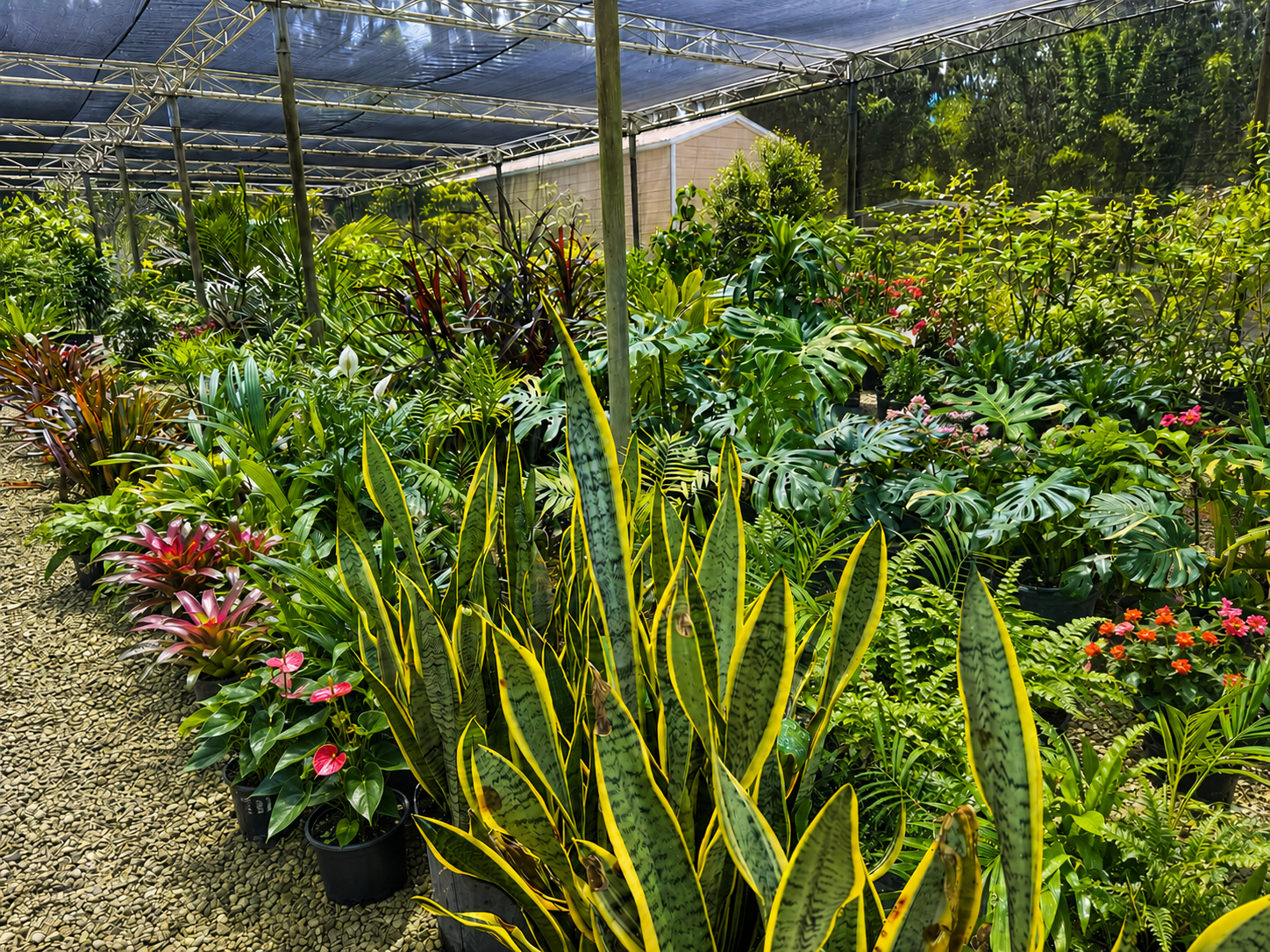 Tropical plants and nursery display