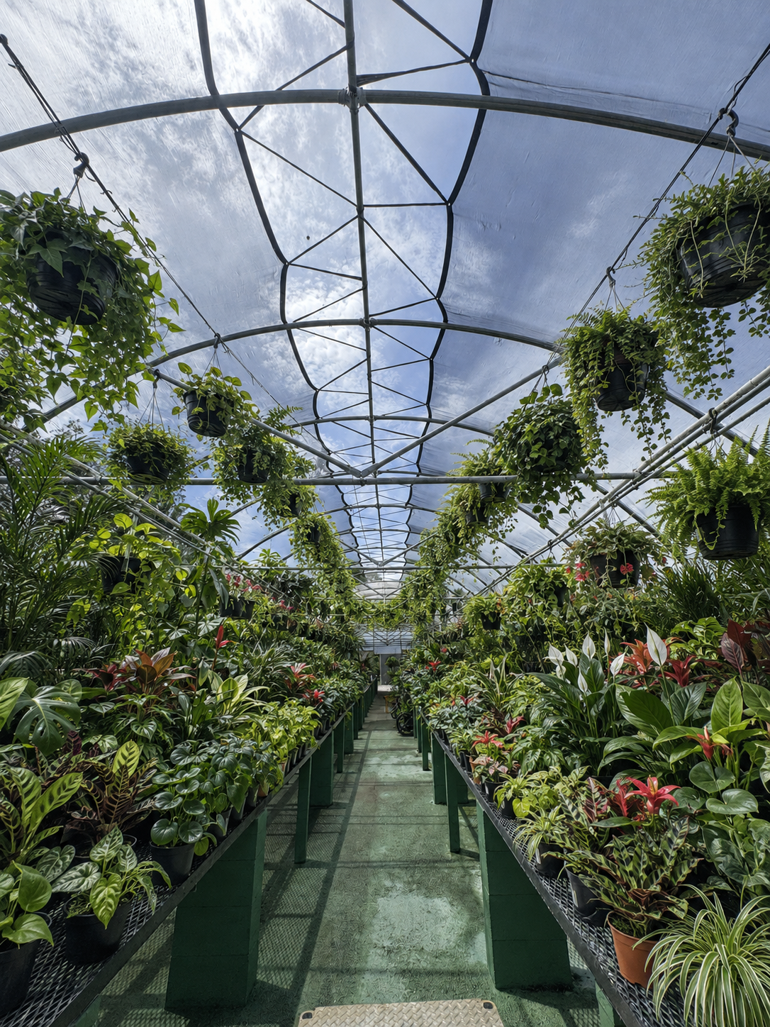 Colorful wildflowers and hanging plants inside a greenhouse