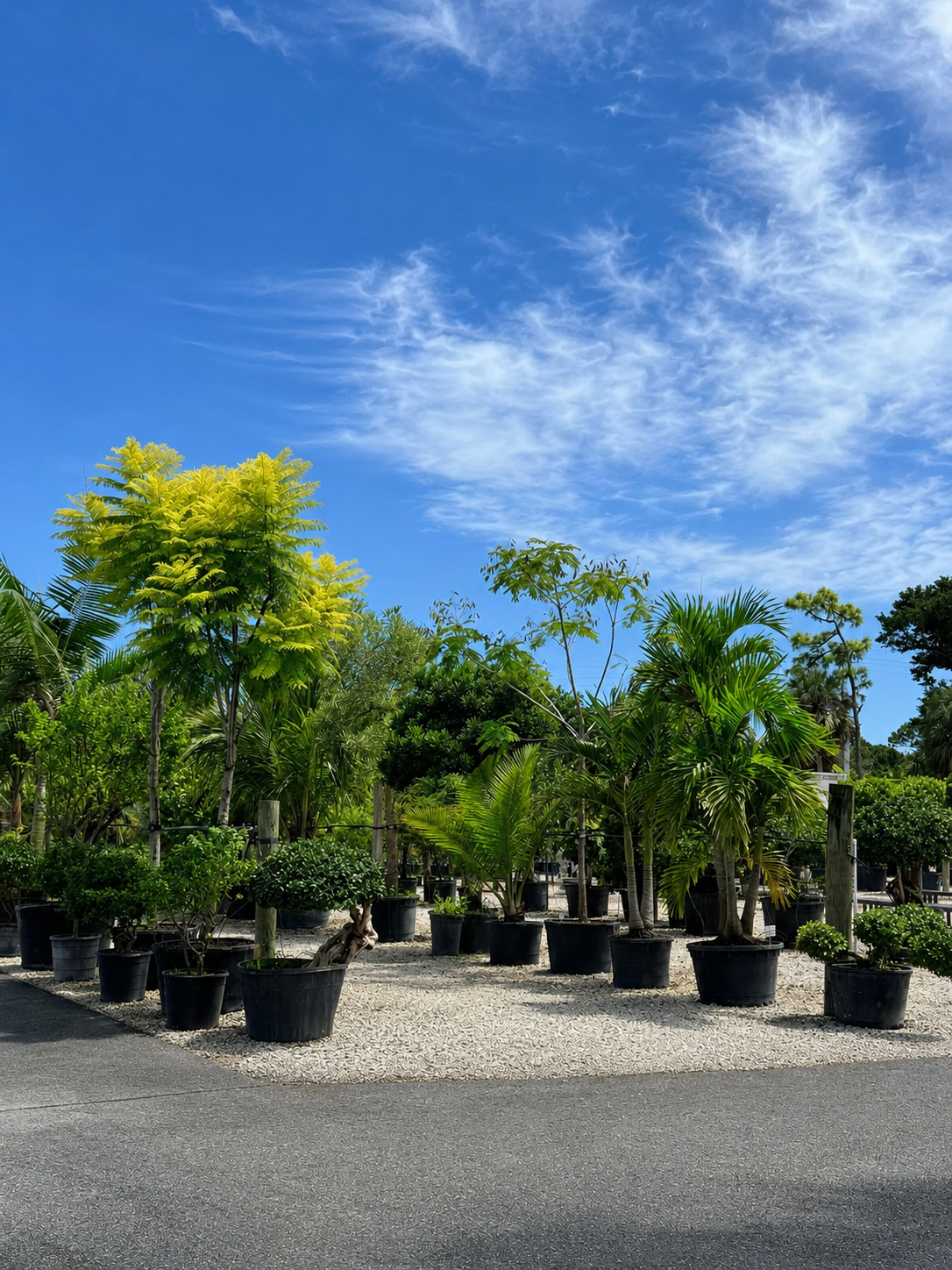 Trees & Shrubs